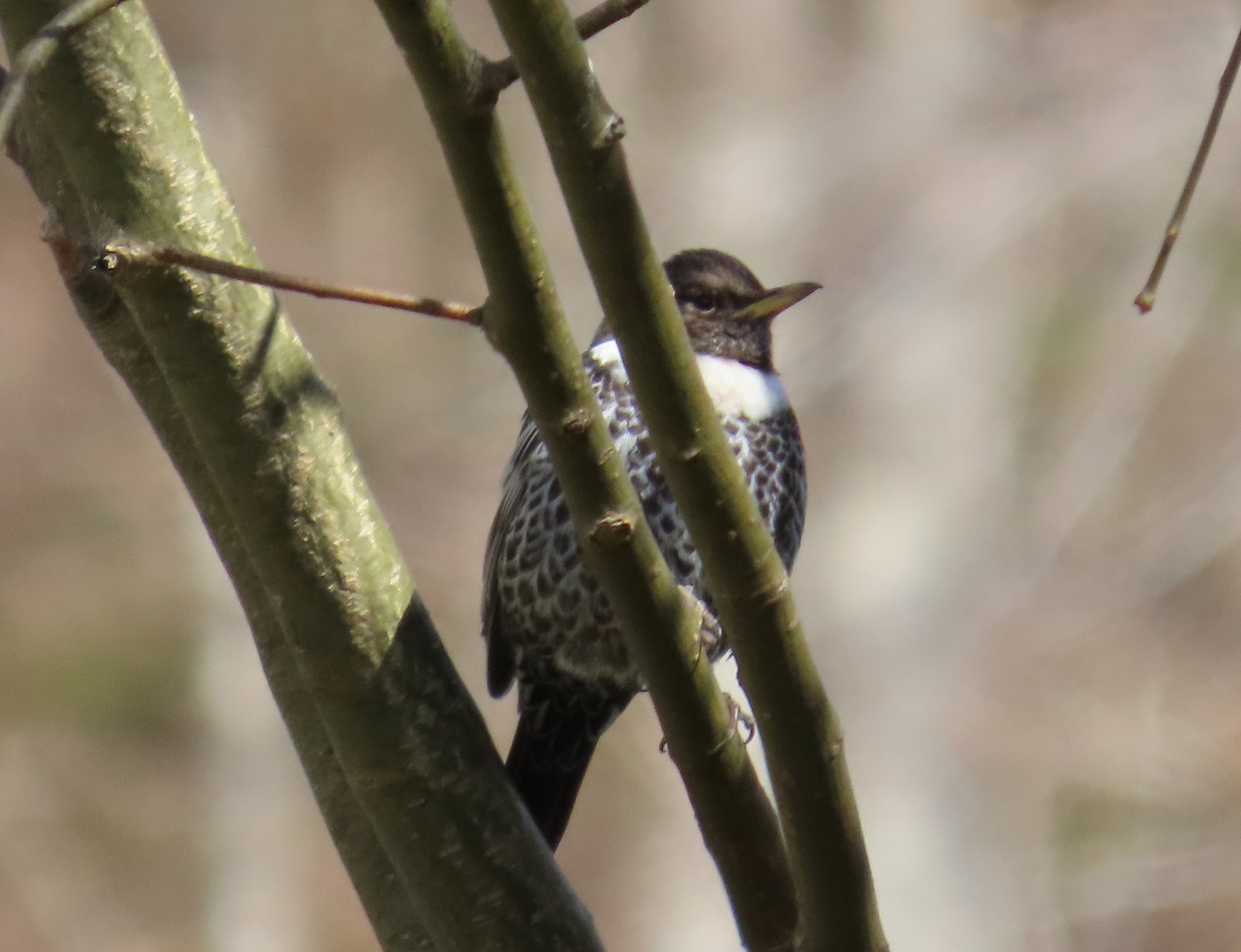 Ring Ouzel (Turdus torquatus), photo 4