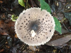 Macrolepiota eucharis