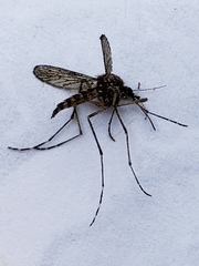 Aedes squamiger