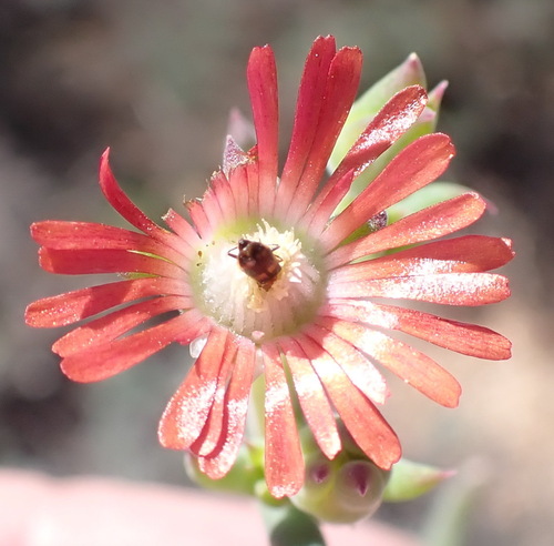 Manyflowered Sheepfig (Delosperma multiflorum)