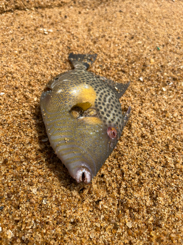 Bluespotted Triggerfish