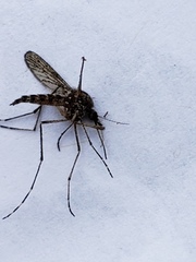 Aedes squamiger