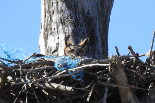Great Horned Owl photographed in Delaware