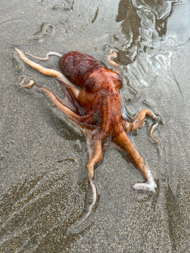 Eledone cirrhosa