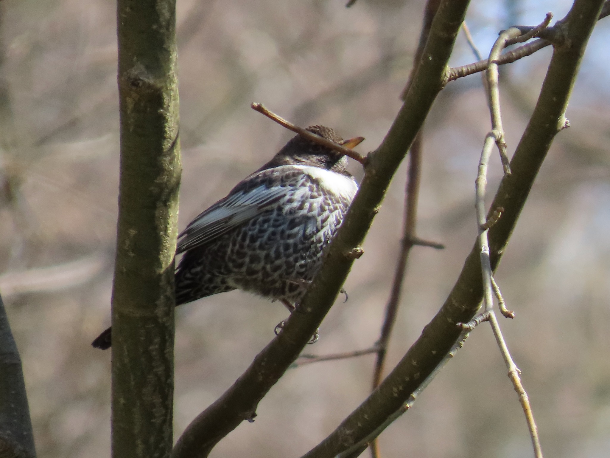 Ring Ouzel (Turdus torquatus), photo 5