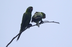 Psittacara chloropterus