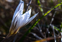 Crocus variegatus