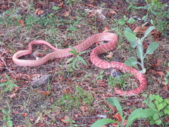 Masticophis flagellum piceus