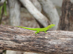 Anolis callainus