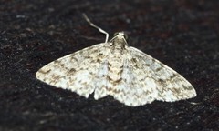 Myrioblephara desumpta