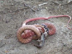 Masticophis flagellum piceus