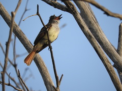 Myiarchus stolidus