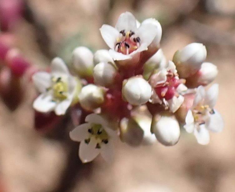 Crassula Capitella (Crassula capitella)
