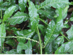Petiveria alliacea