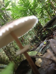 Macrolepiota eucharis
