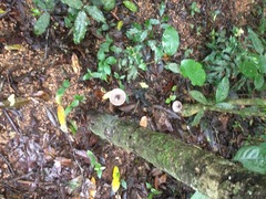 Macrolepiota eucharis