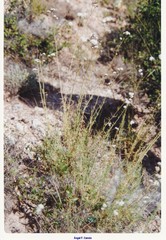 Cephalaria leucantha