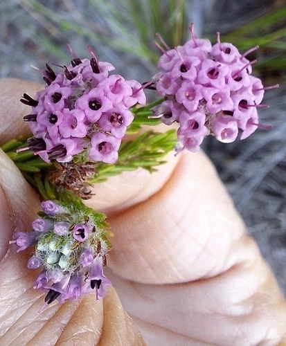 Beardbearing Heath (Erica barbigeroides)