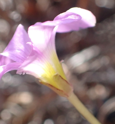 Early Sorrel (Oxalis depressa)