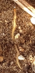 Schendyla nemorensis