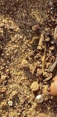 Schendyla nemorensis