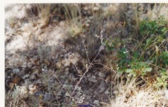 Odontites viscosus australis