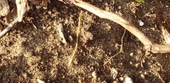 Schendyla nemorensis