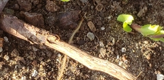 Schendyla nemorensis
