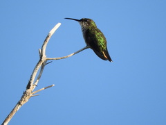 Mellisuga minima