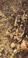 Schendyla nemorensis
