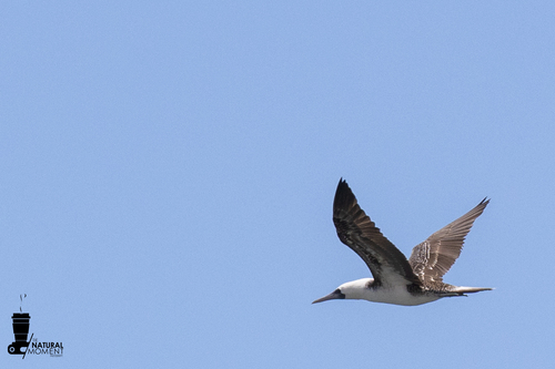 Peruvian Booby (Sula variegata), photo 4