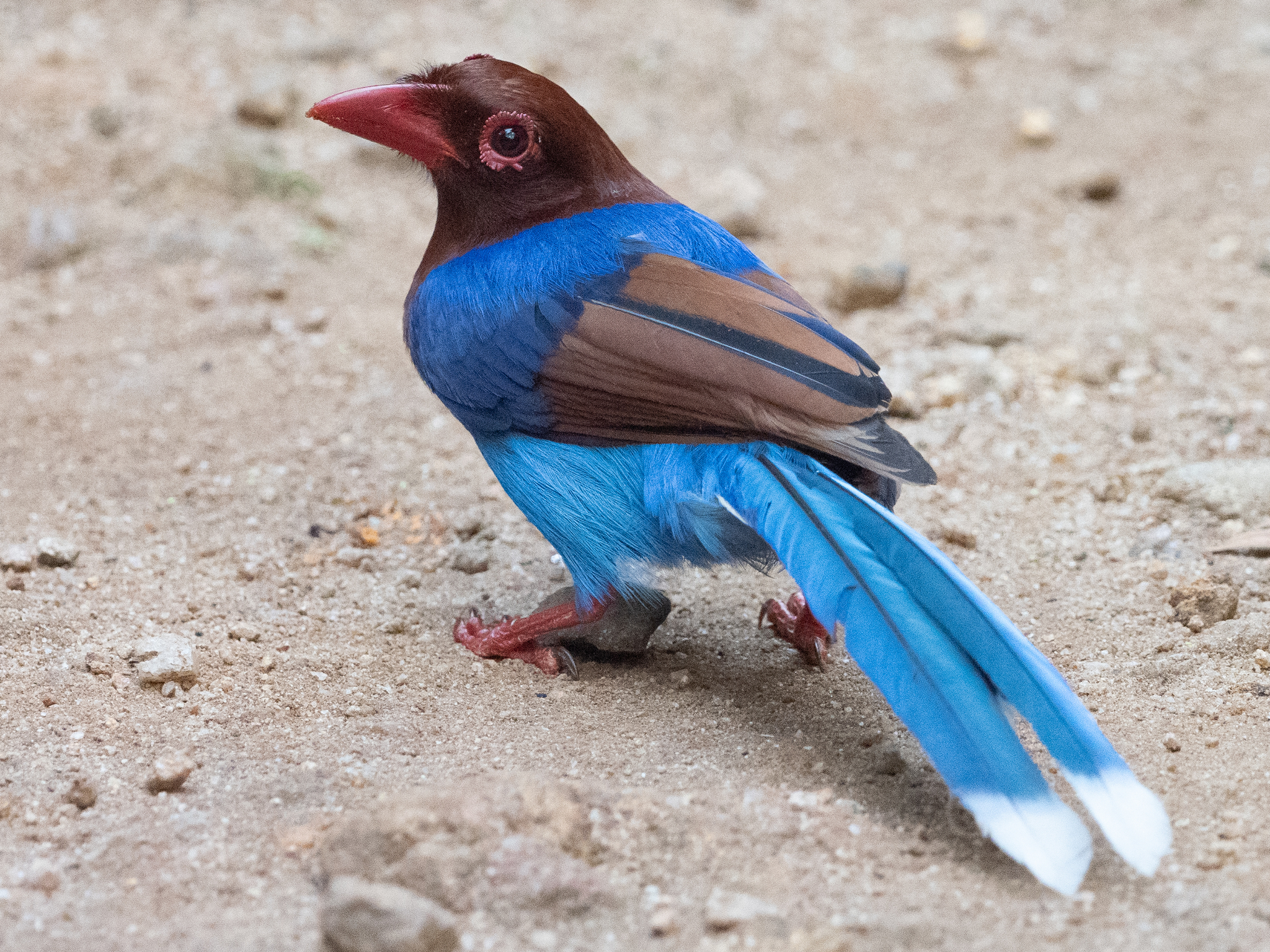 Sri Lanka Blue-Magpie illustration