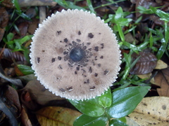 Macrolepiota eucharis