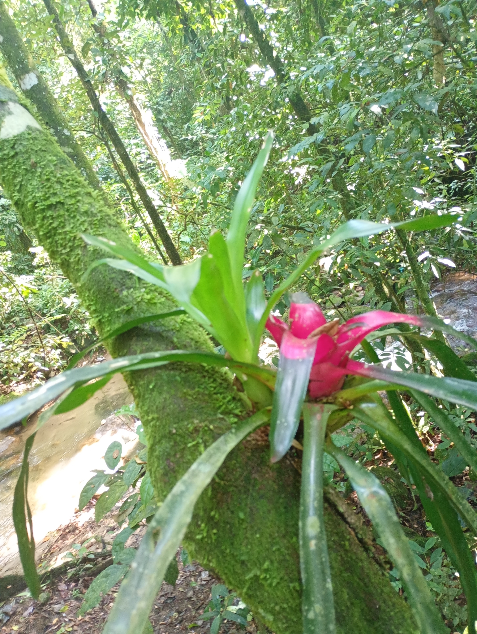 Imagem de Bromélia