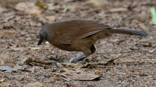 Ashy-headed Laughingthrush (Argya cinereifrons), photo 7