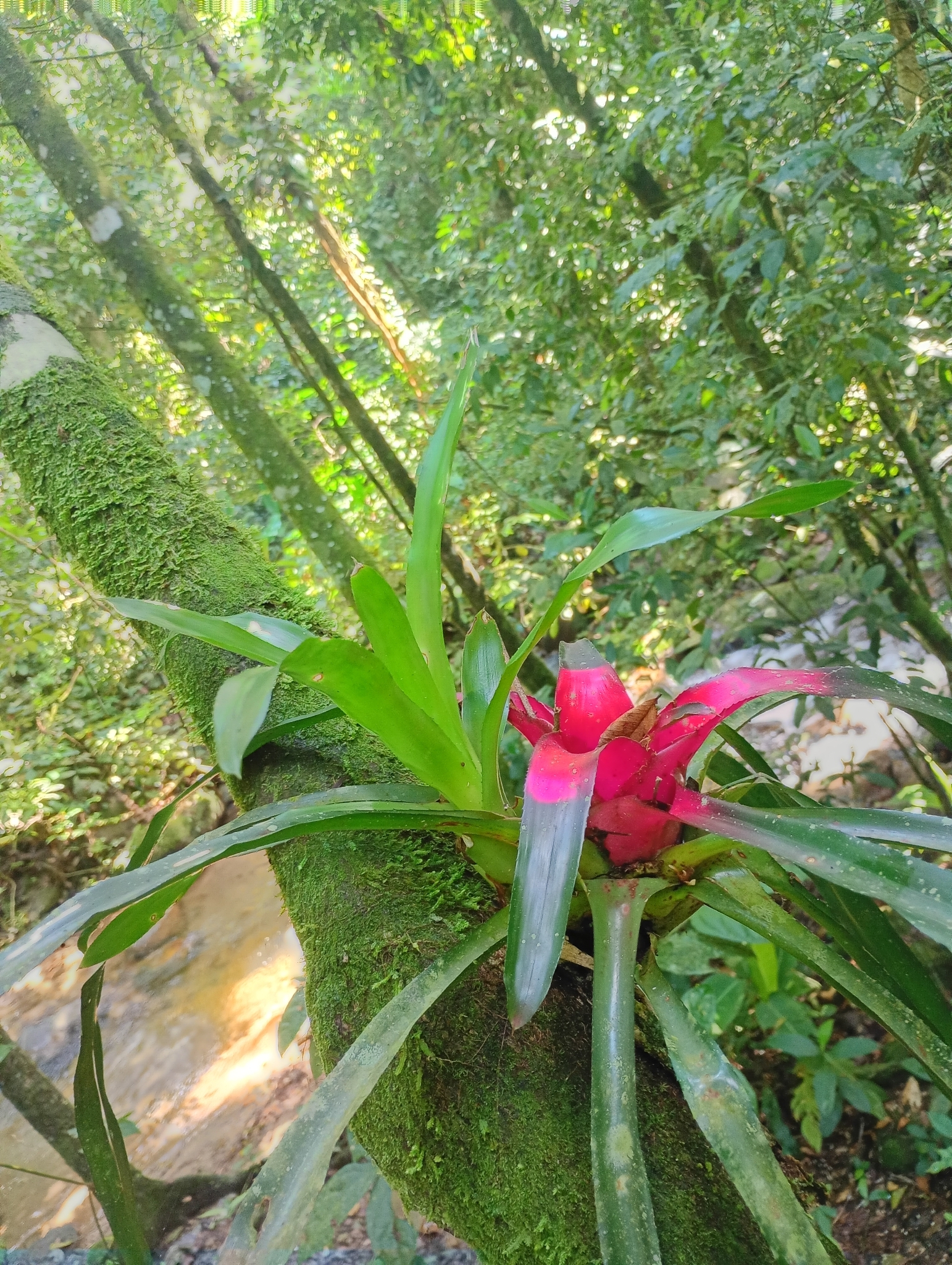 Imagem de Bromélia