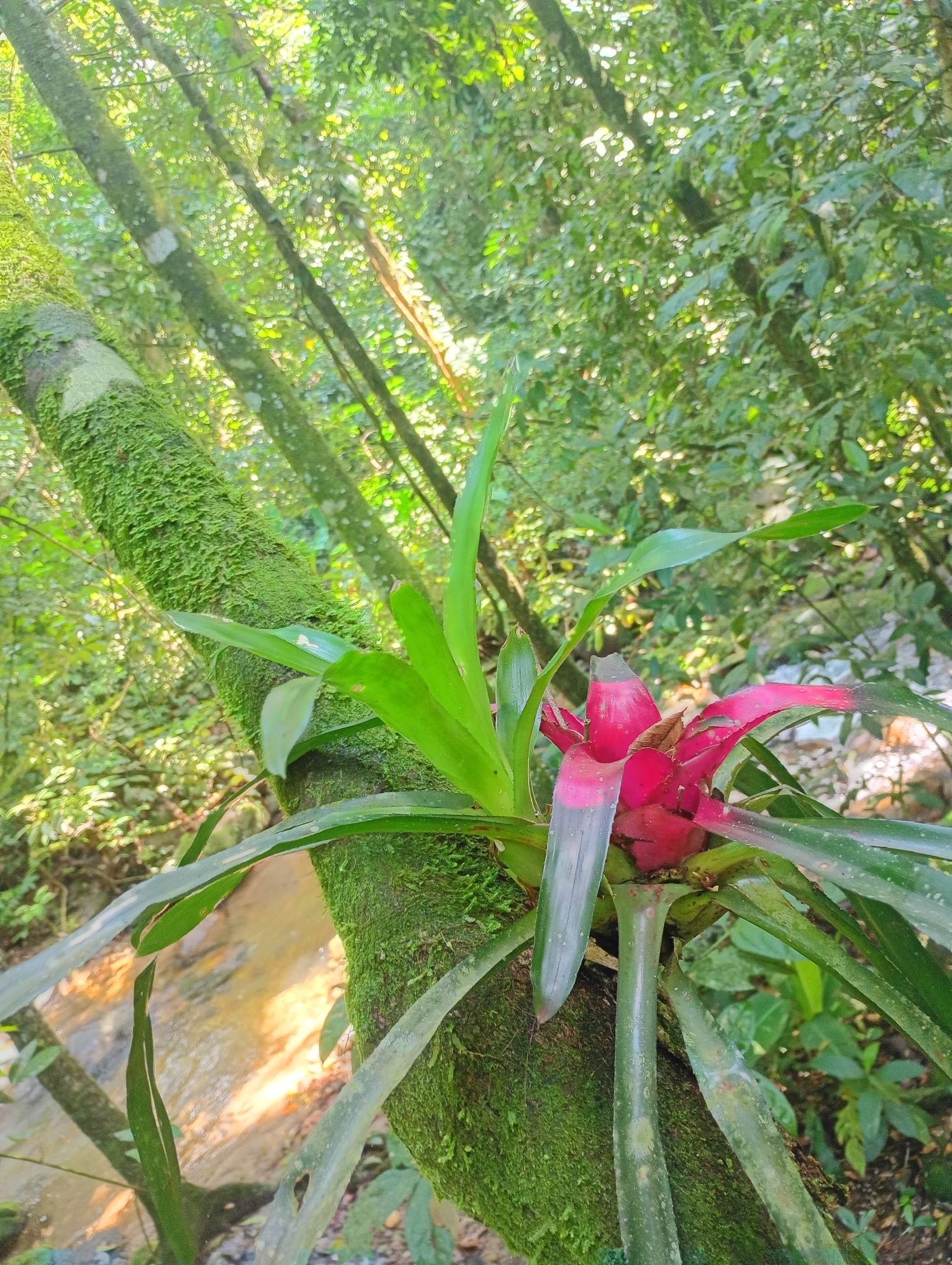 Imagem de Bromélia