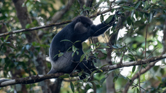 Semnopithecus vetulus