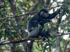 Semnopithecus vetulus