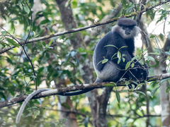 Semnopithecus vetulus