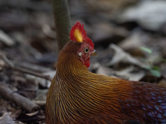 Gallus lafayettii