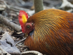 Gallus lafayettii