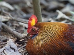 Gallus lafayettii