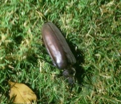 Xixuthrus domingoensis