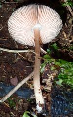 Pluteus perroseus