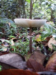Macrolepiota eucharis