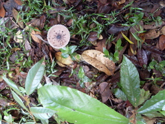 Macrolepiota eucharis