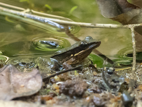 Sri Lankan Golden-backed Frog, Hylarana serendipi