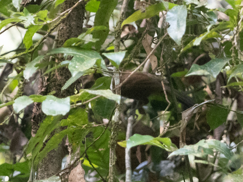 Sri Lanka Scimitar Babbler (Pomatorhinus melanurus), photo 7