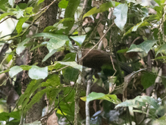 Pomatorhinus melanurus